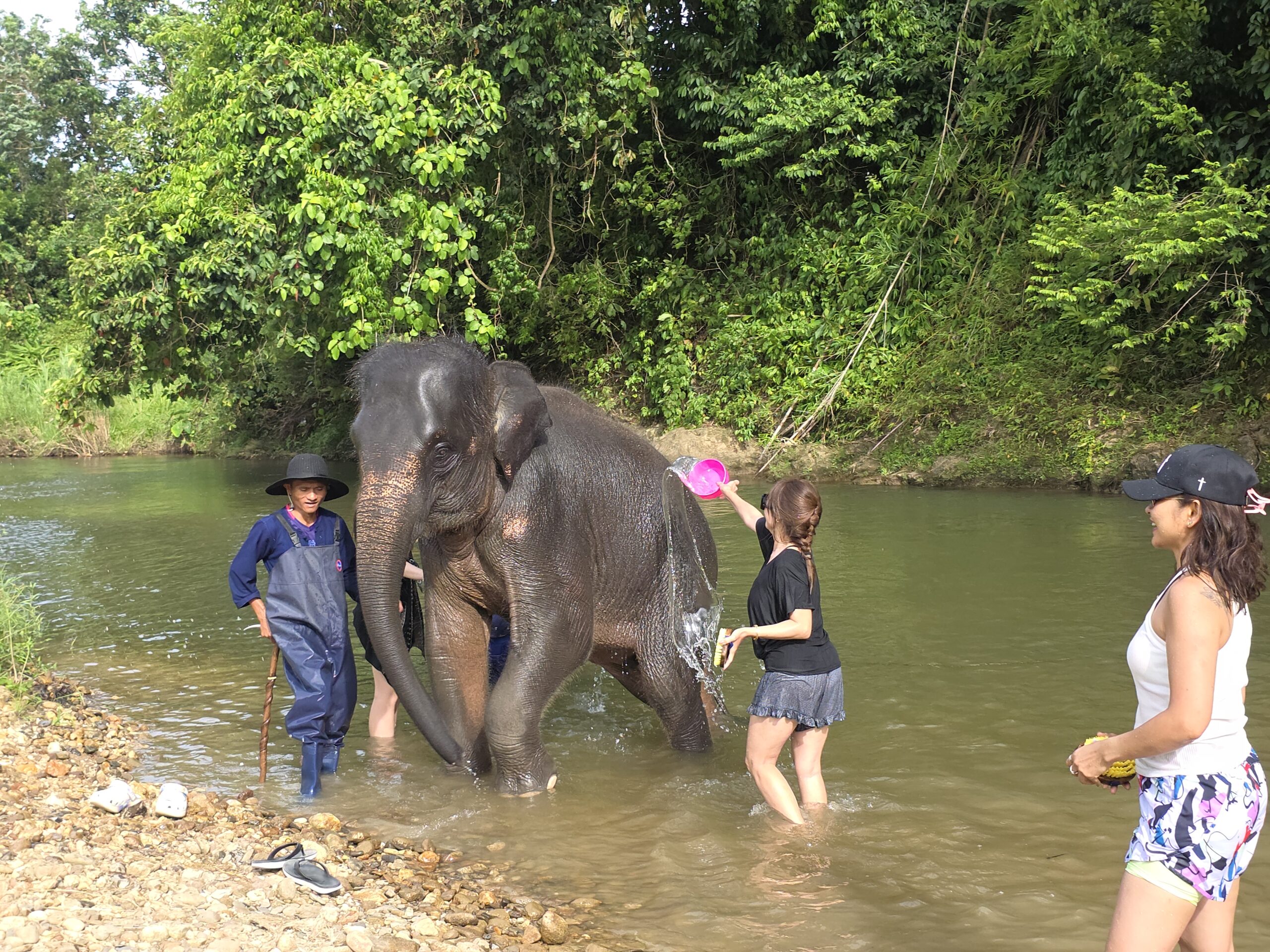 Elephant bathing
